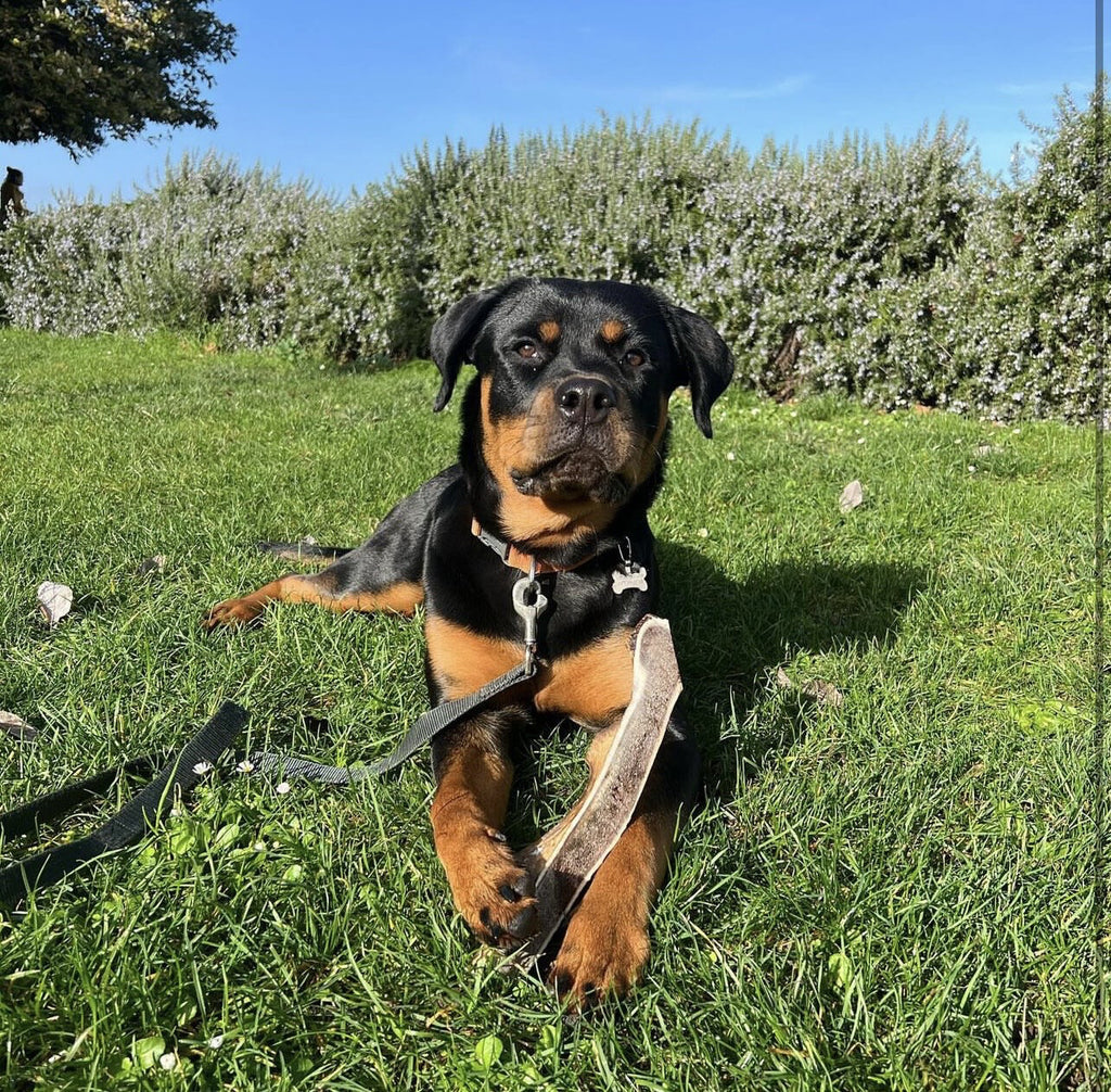 King Antler (Split or Whole)