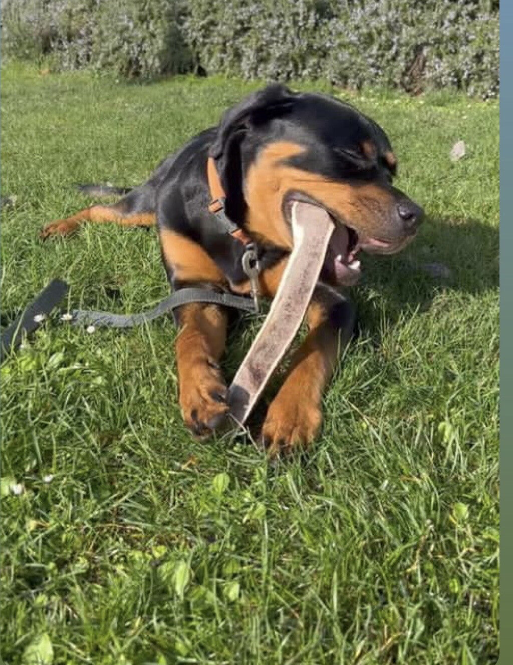 King Antler (Split or Whole)