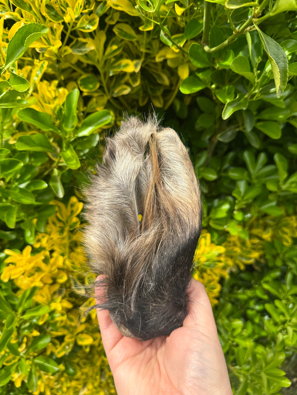 NEW* Hairy Cows Ears (4pieces)