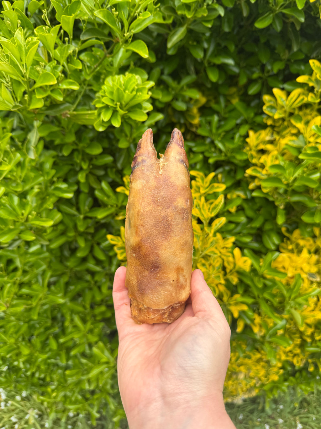 NEW* Pig Trotters