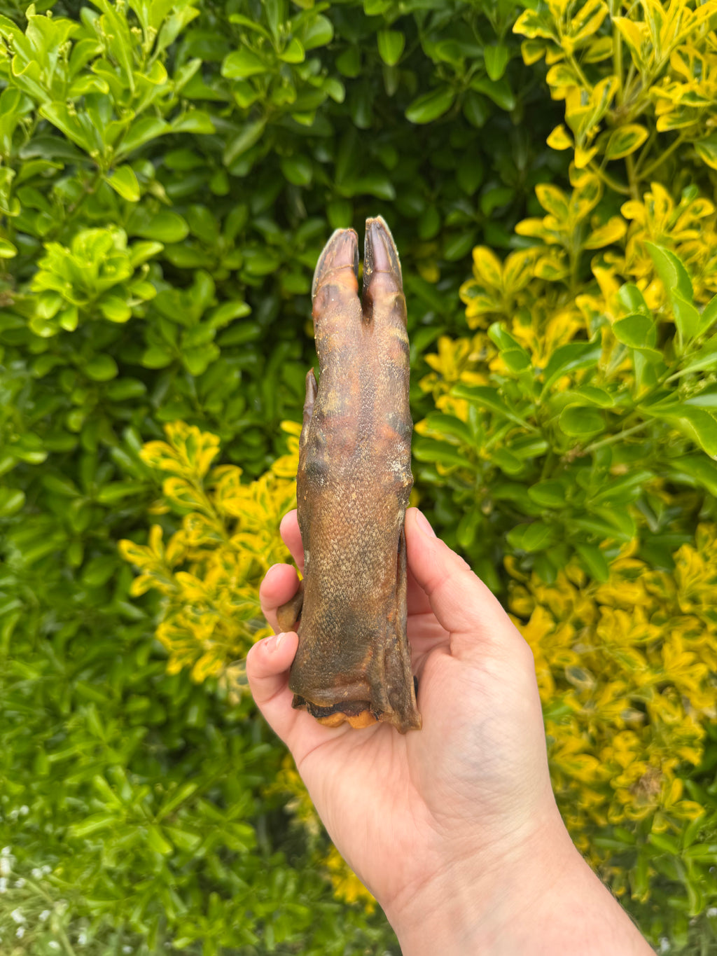 NEW* Wild Boar Trotters