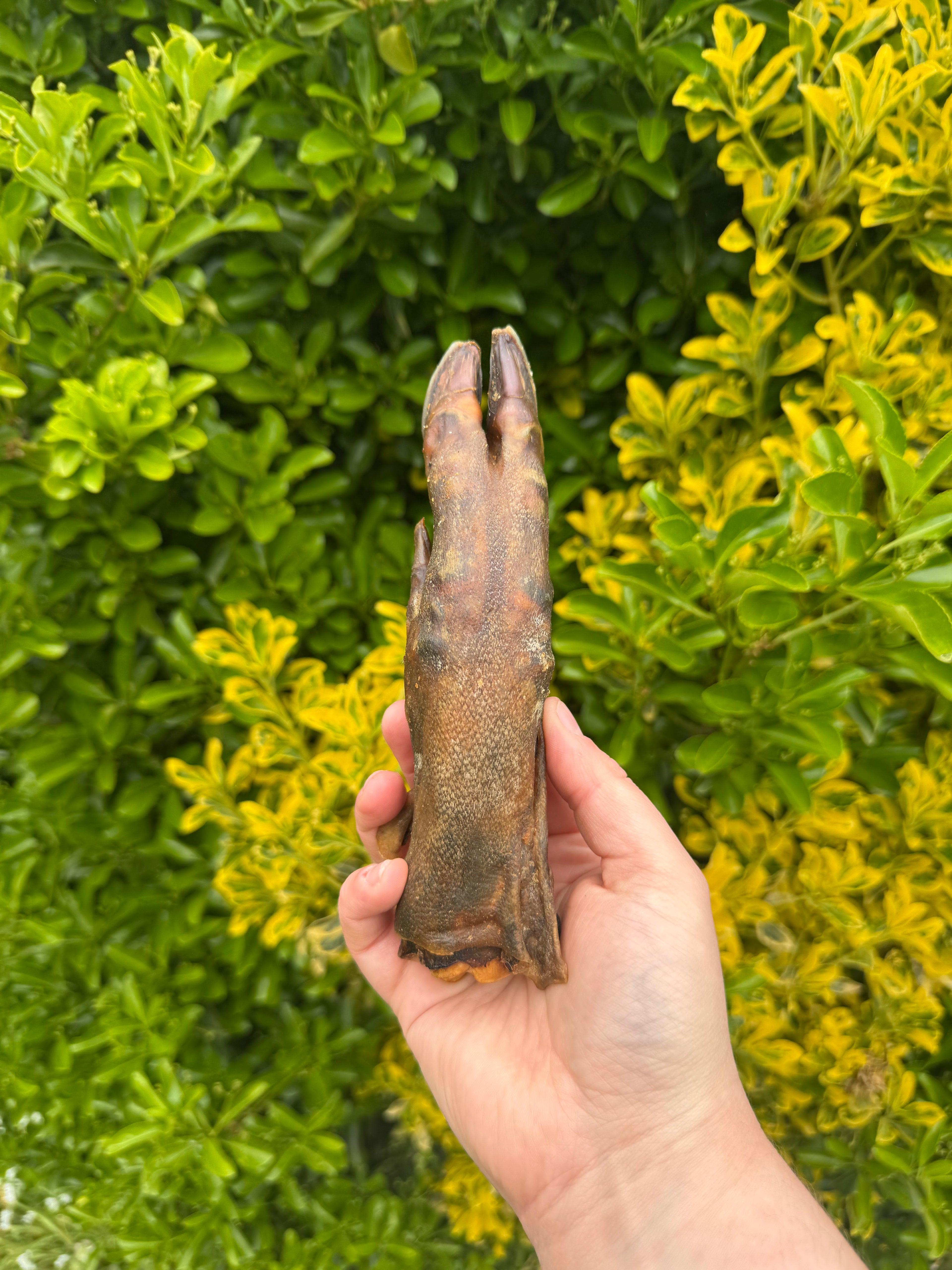 NEW* Wild Boar Trotters