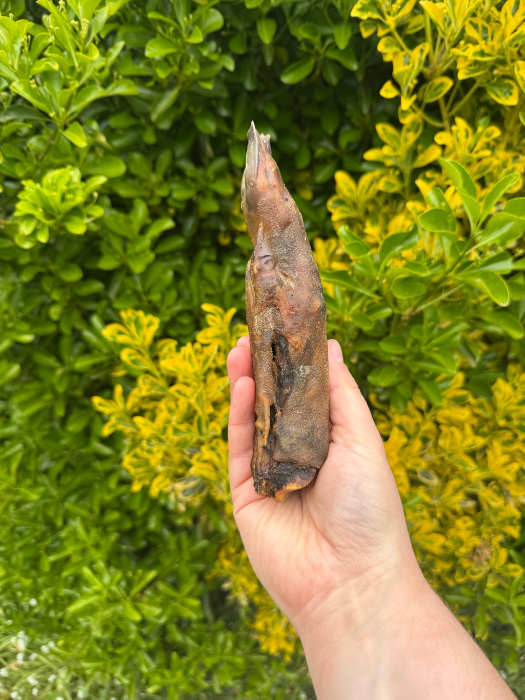 NEW* Wild Boar Trotters