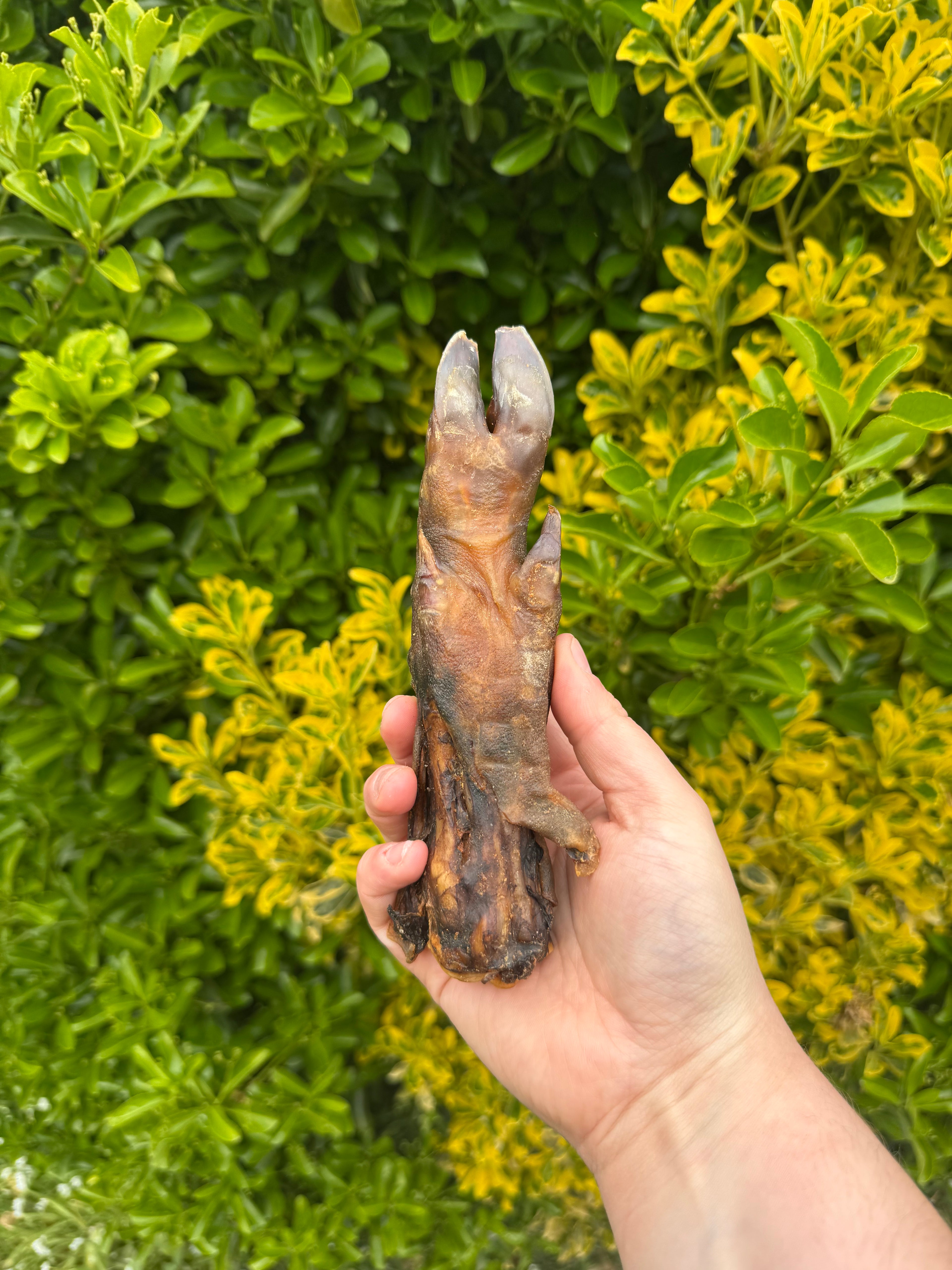 NEW* Wild Boar Trotters