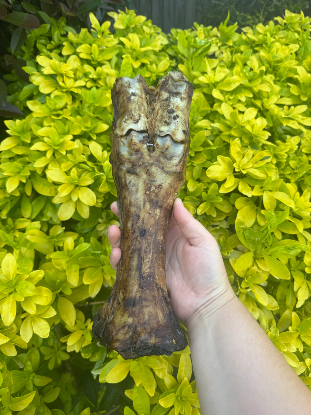*NEW* Beef leg bone
