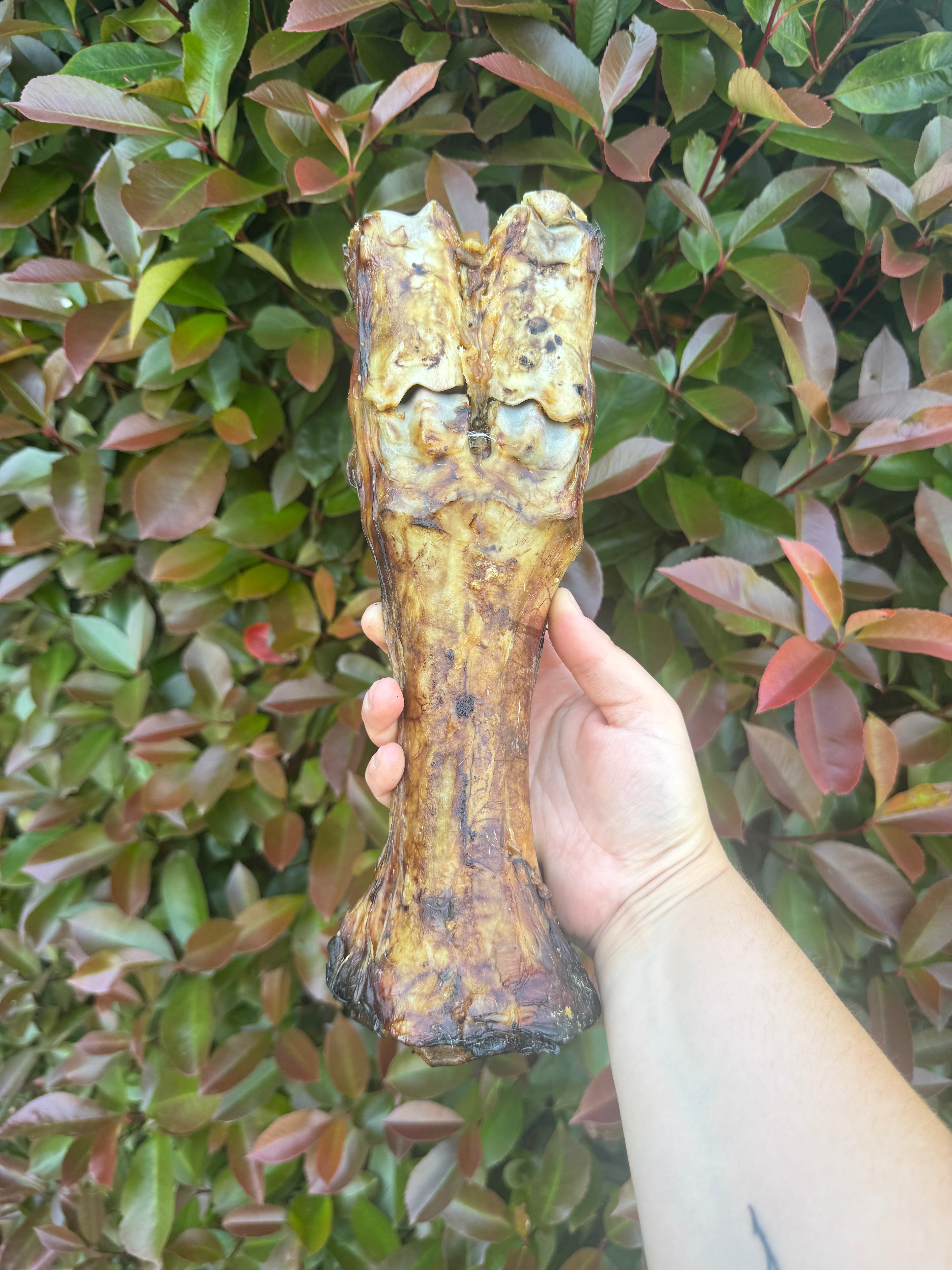 *NEW* Beef leg bone