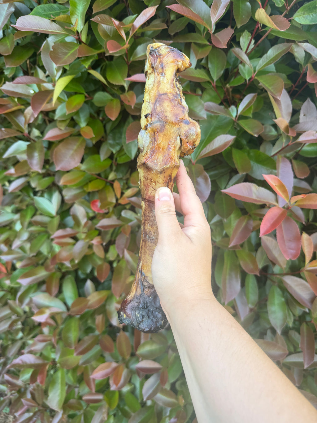 *NEW* Beef leg bone