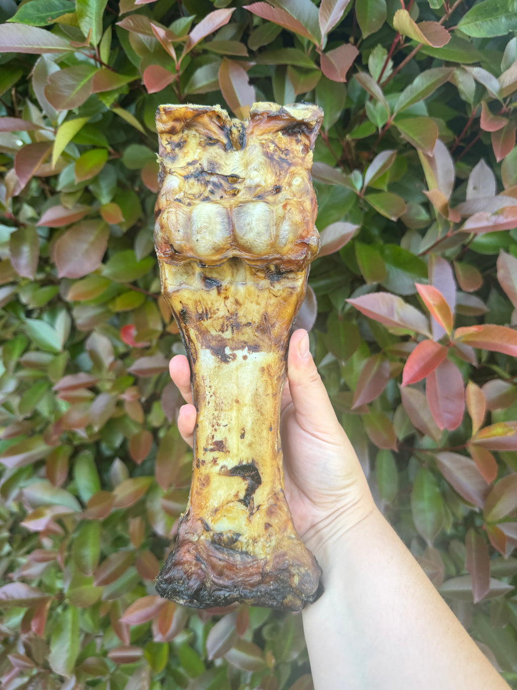 *NEW* Beef leg bone